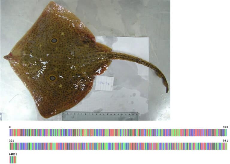 ONU reconhece projeto da UMinho para a Década do Oceano