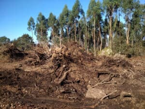 BE vai questionar Governo sobre abate de árvores em Famalicão