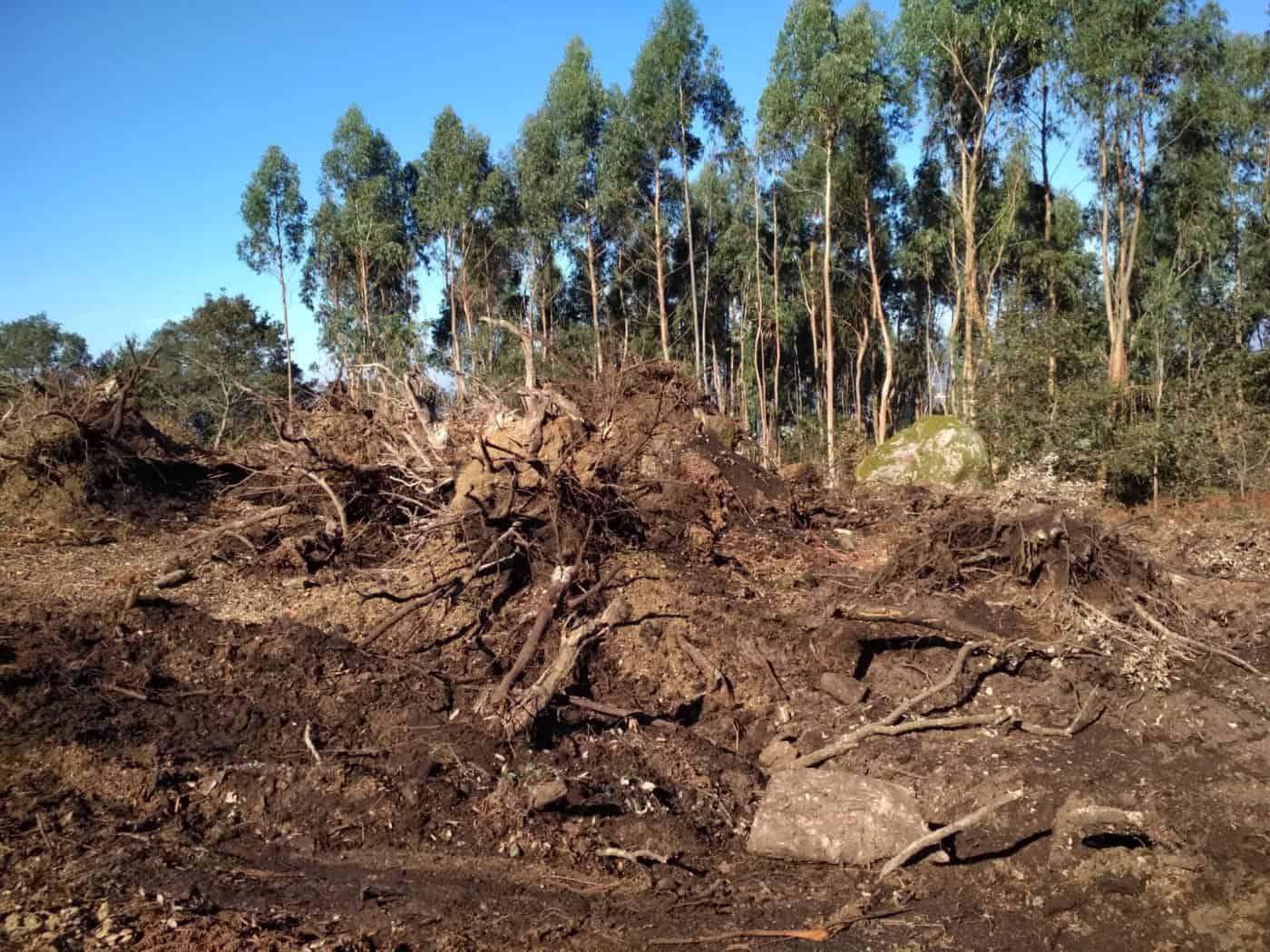 BE vai questionar Governo sobre abate de árvores em Famalicão
