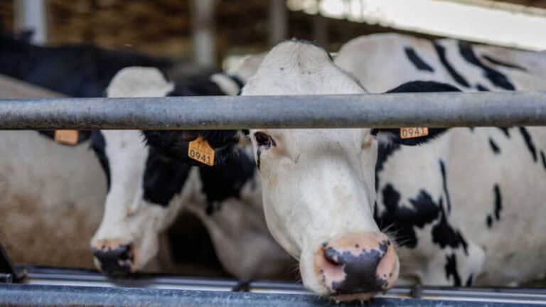 Leite sem grandes aumentos em janeiro, mas resto do ano ainda é incógnita&nbsp;