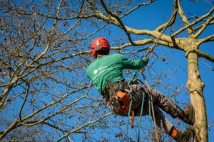 Município de Barcelos promove poda de 300 árvores