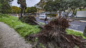 Queda de árvores e inundações entre as 129 ocorrências registadas durante a noite&nbsp;