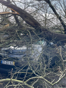 Queda de árvore faz dois feridos em Vila Nova de Famalicão 