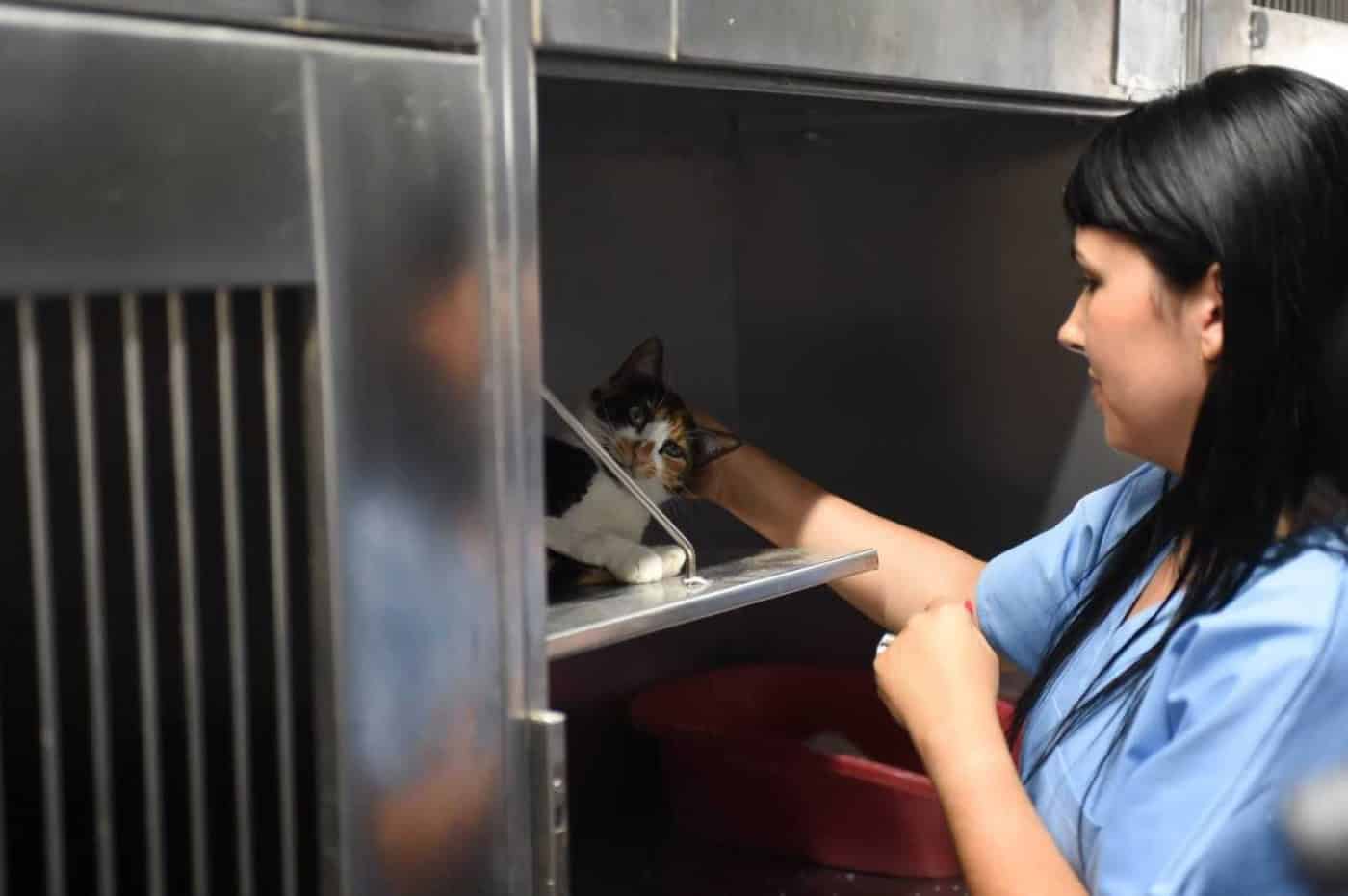 Programa de esterilização evitou o nascimento de 15 mil gatos em Braga