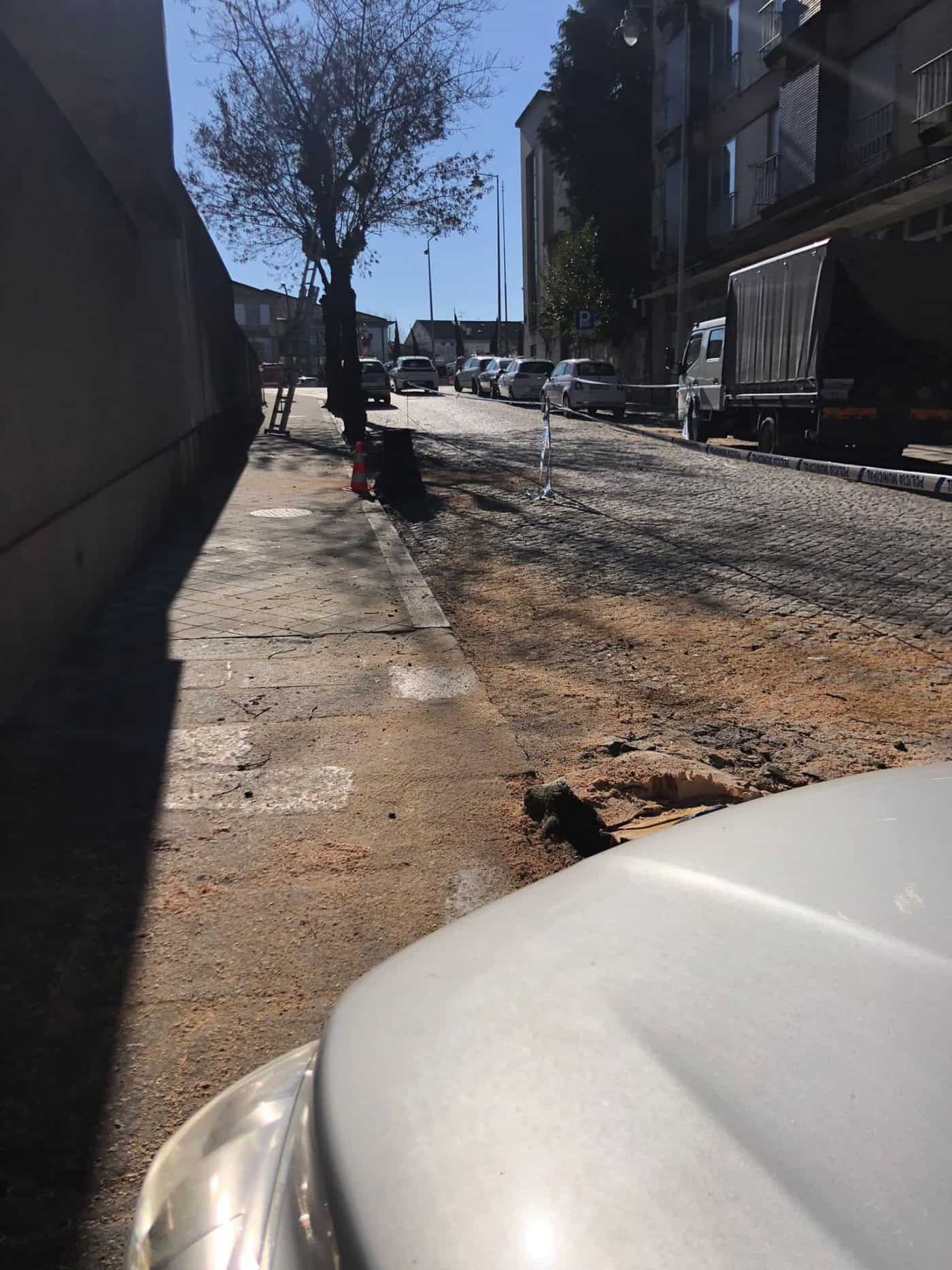 Câmara de Braga vai abater árvores, sempre que se justifique