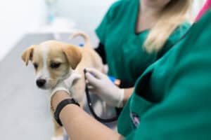 Assembleia Municipal dá luz verde ao Regulamento do Bem-Estar Animal de Braga