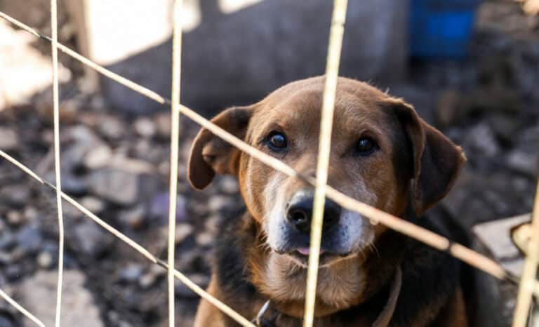 Municípios decidem esta semana se avançam com a construção do canil intermunicipal