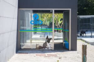 Câmara de Braga aponta início das obras do novo canil até final do ano