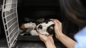 CMB disponibiliza apoios para&nbsp;serviços veterinários a animais domésticos de famílias carenciadas