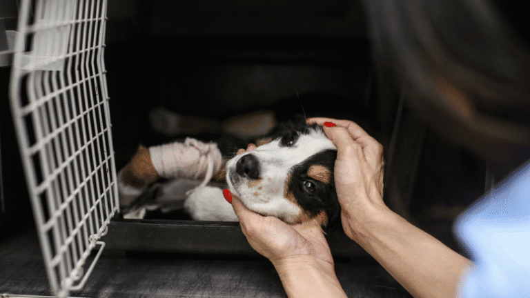 CMB disponibiliza apoios para serviços veterinários a animais domésticos de famílias carenciadas