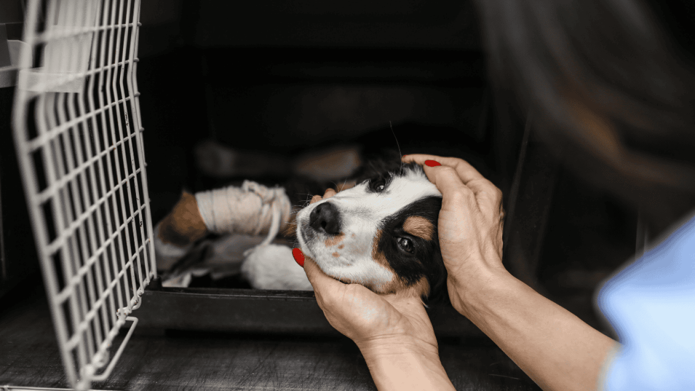 CMB disponibiliza apoios para&nbsp;serviços veterinários a animais domésticos de famílias carenciadas