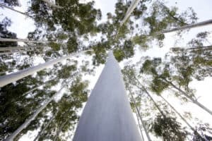 Cidadãos convocam para domingo protestos em sete concelhos "pela floresta do futuro"