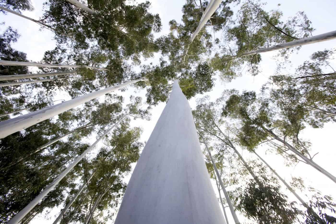 Cidadãos convocam para domingo protestos em sete concelhos "pela floresta do futuro"