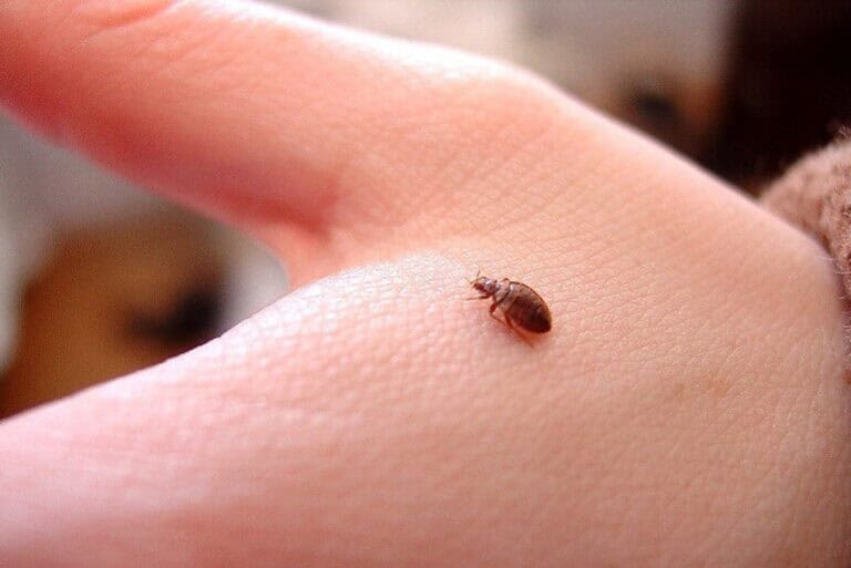 Moradores vivem “pesadelo e desespero” com praga de percevejos em Guimarães