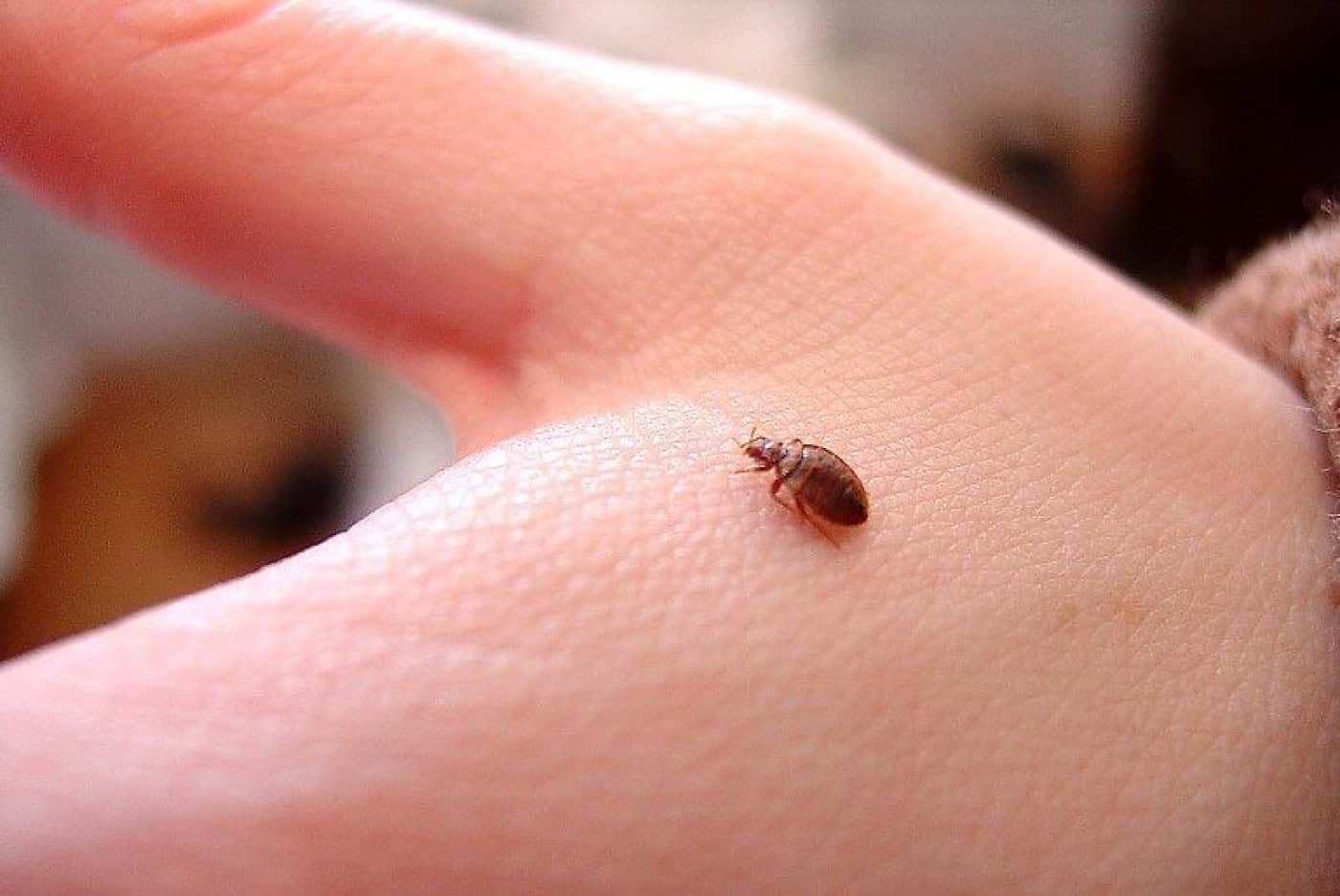 Moradores vivem “pesadelo e desespero” com praga de percevejos em Guimarães