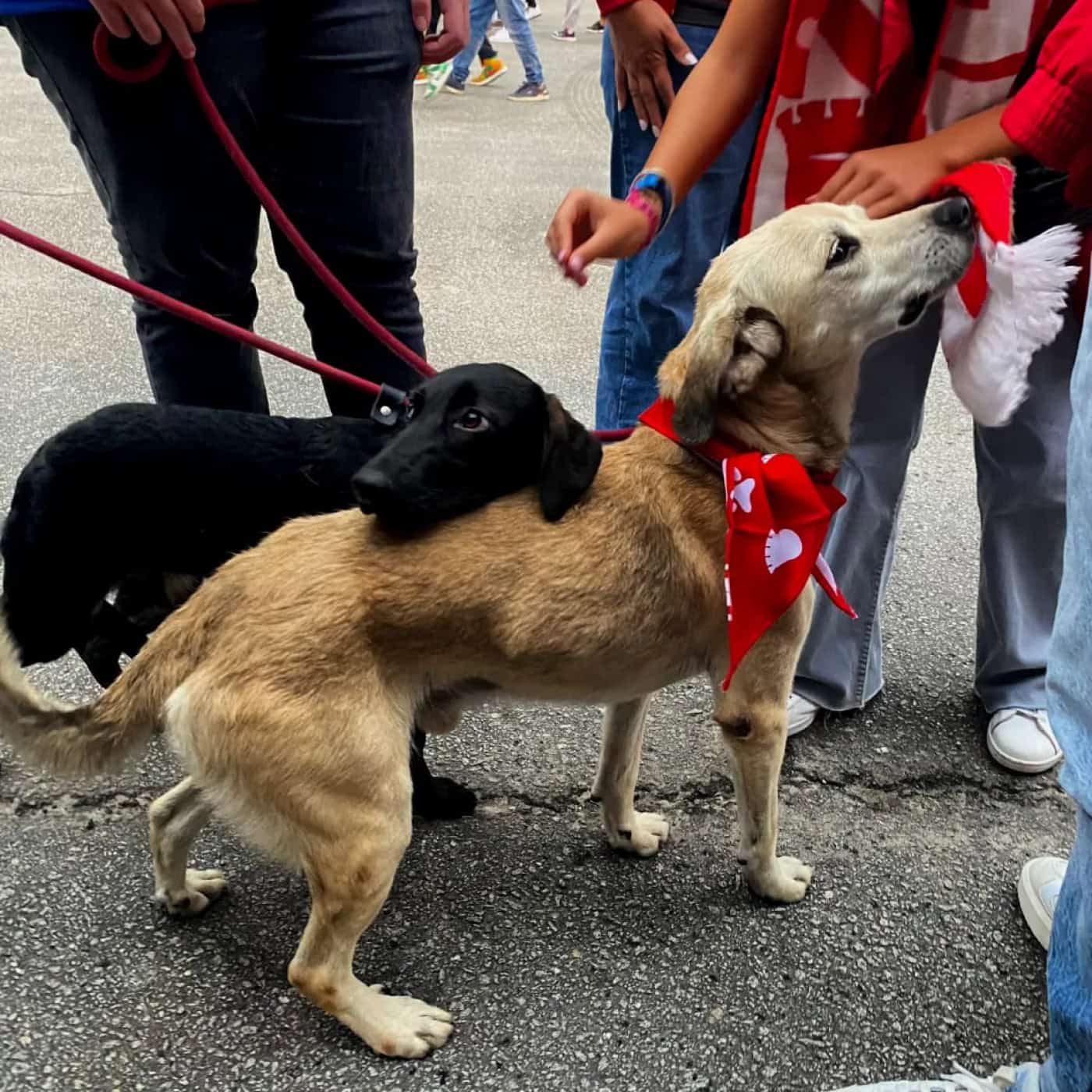 Quase 42 mil animais abandonados no ano passado
