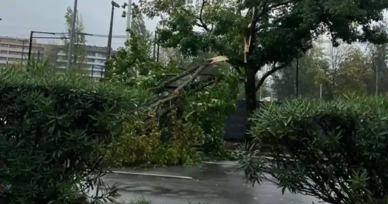 Queda de ramo de árvore de grande porte condiciona trânsito na zona da Rodovia