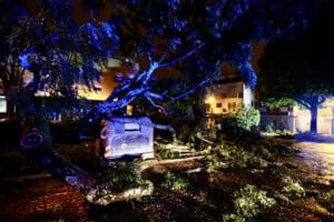 Queda de árvores entre as principais causas de ocorrências registadas a norte