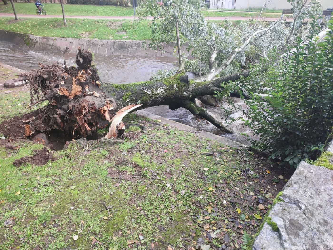 Árvore de grande porte cai ao rio Este