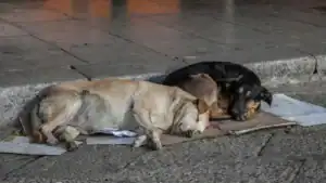 Mulher constituída arguida por abandonar animais na via pública em Braga