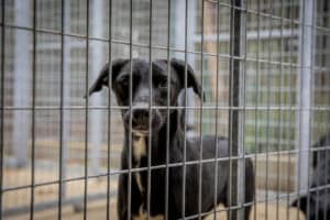 Barcelos incentiva à vacinação, esterilização e adoção de animais