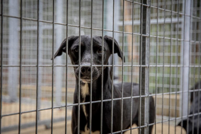 Barcelos incentiva à&nbsp;vacinação, esterilização e adoção de animais