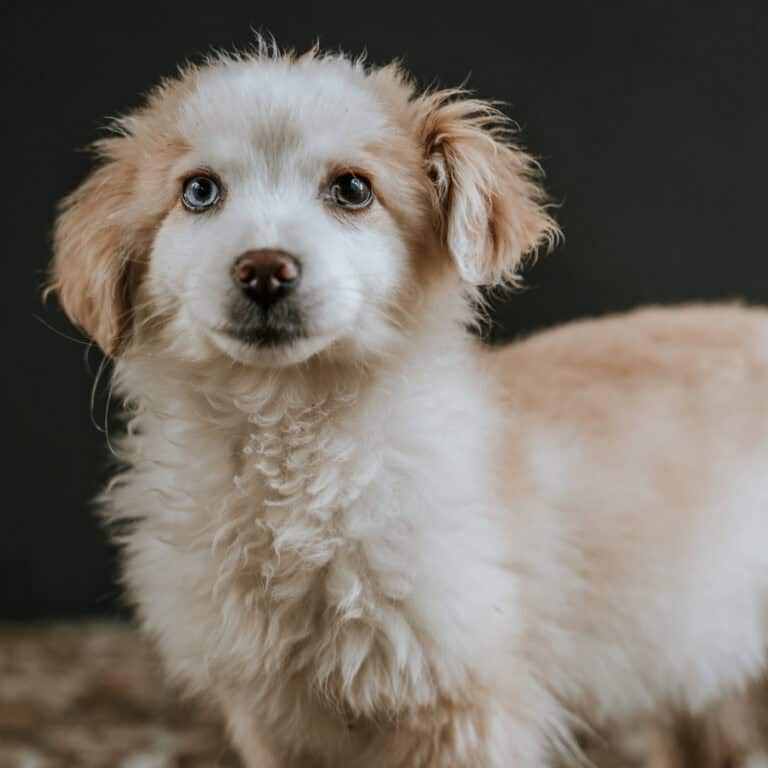 CRO Braga suspende adoção durante época festiva para evitar “devoluções ou abandono”