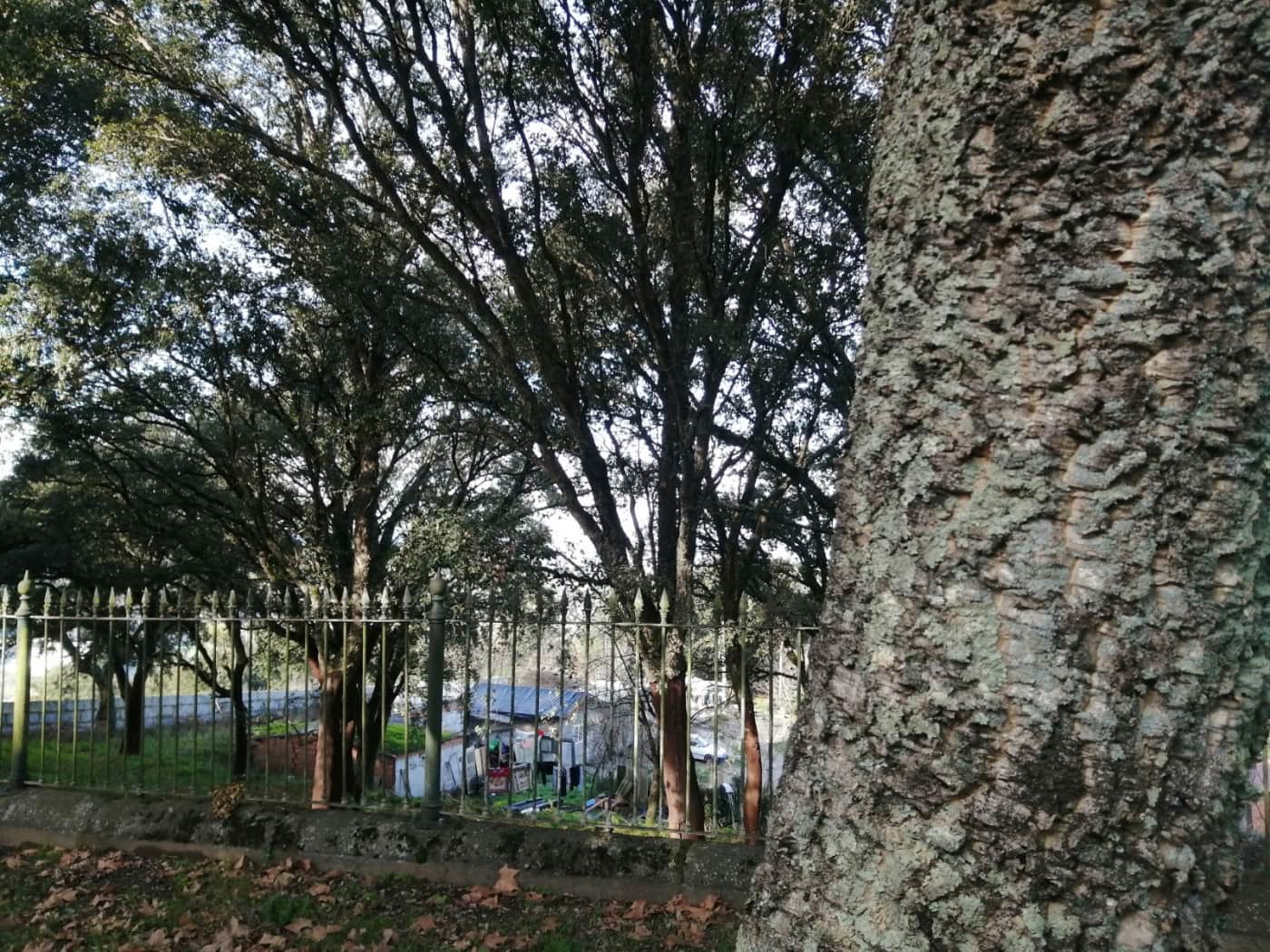 Famílias de S.Gregório terão novas habitações em 2026