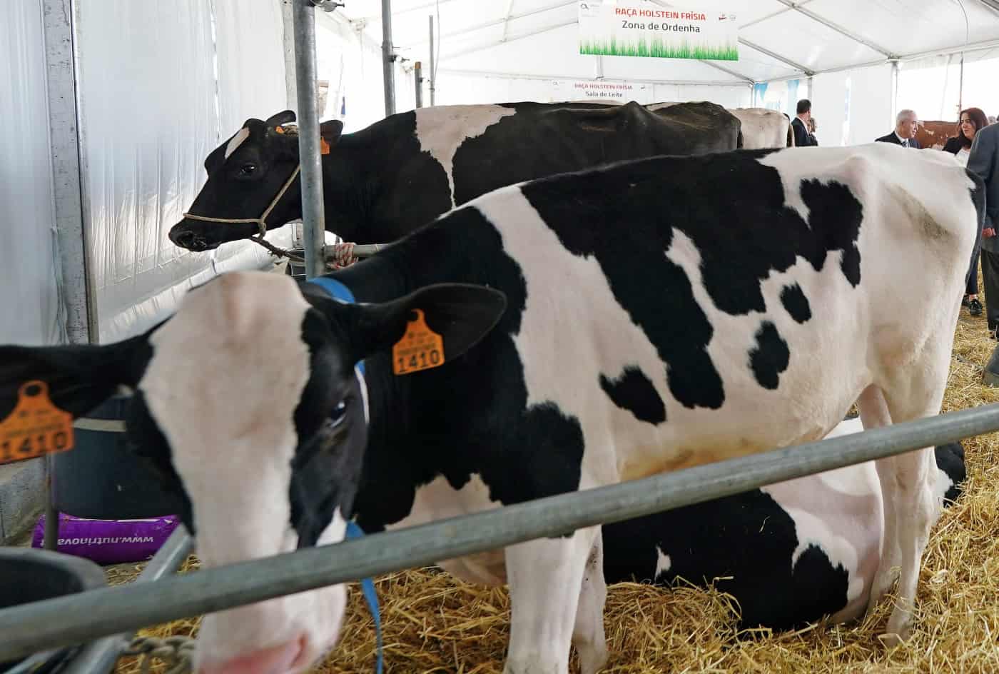 Braval será a única a norte a ter incinerador para animais de grande porte