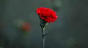 Portugal comemora 50 anos da Revolução dos Cravos com programa alargado&nbsp;