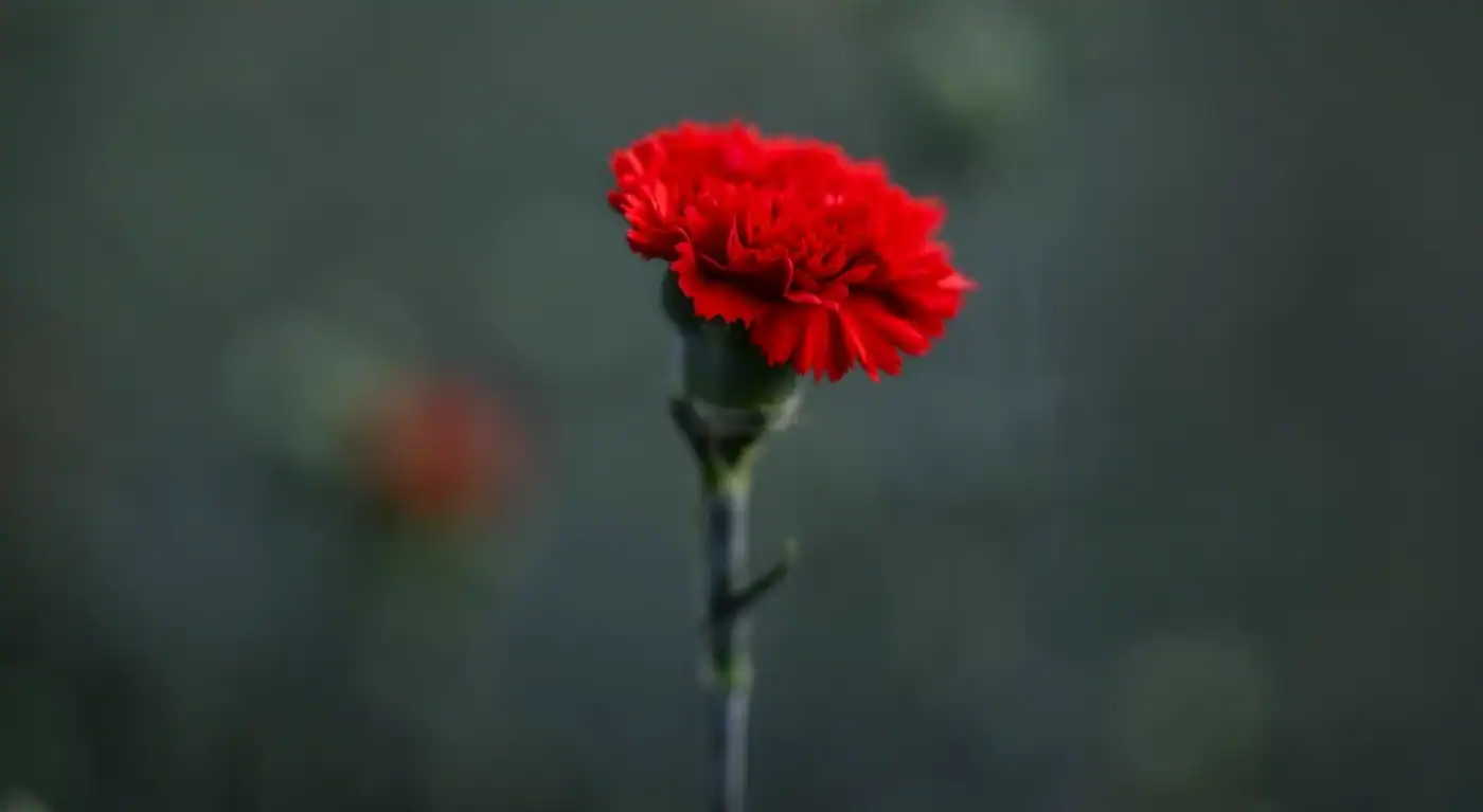 Portugal comemora 50 anos da Revolução dos Cravos com programa alargado&nbsp;