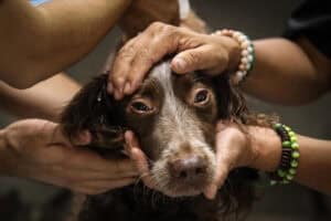 Portugal continental tem quase um milhão de animais errantes&nbsp;&nbsp;