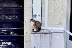 Forma da Vizinhança quer “descentralizar atividades culturais em Braga”