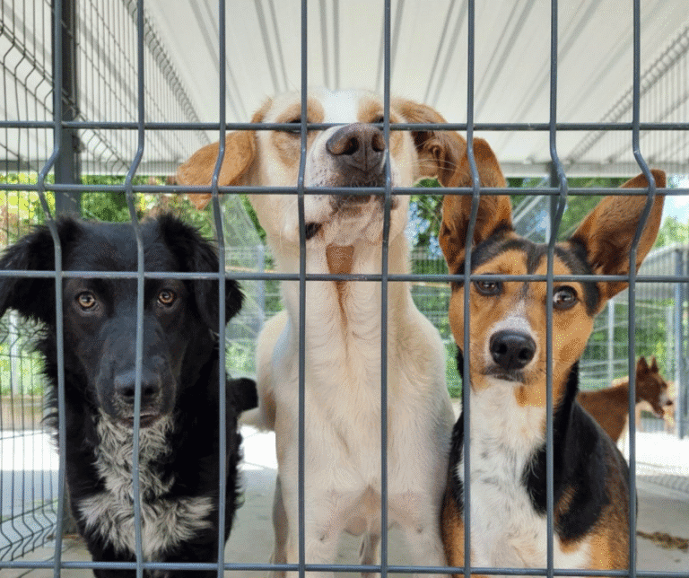 Canil intermunicipal atrasado devido a licenciamento do serviço de incineração