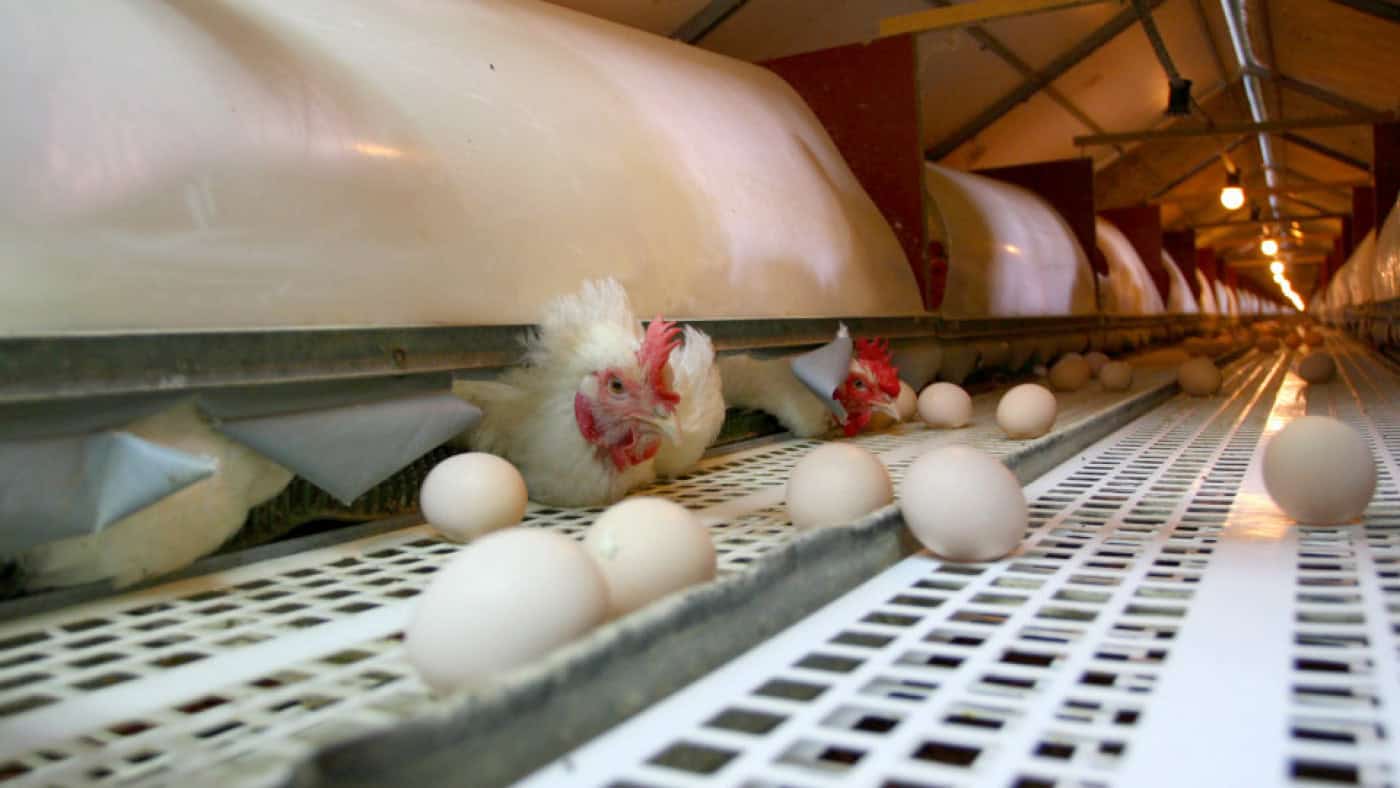 Gripe das aves não foi detetada em humanos que comeram carne e ovos