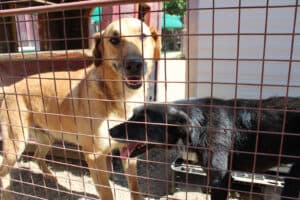 Na hora de abandonar a raça pouco interessa. 60 animais esperam nova oportunidade