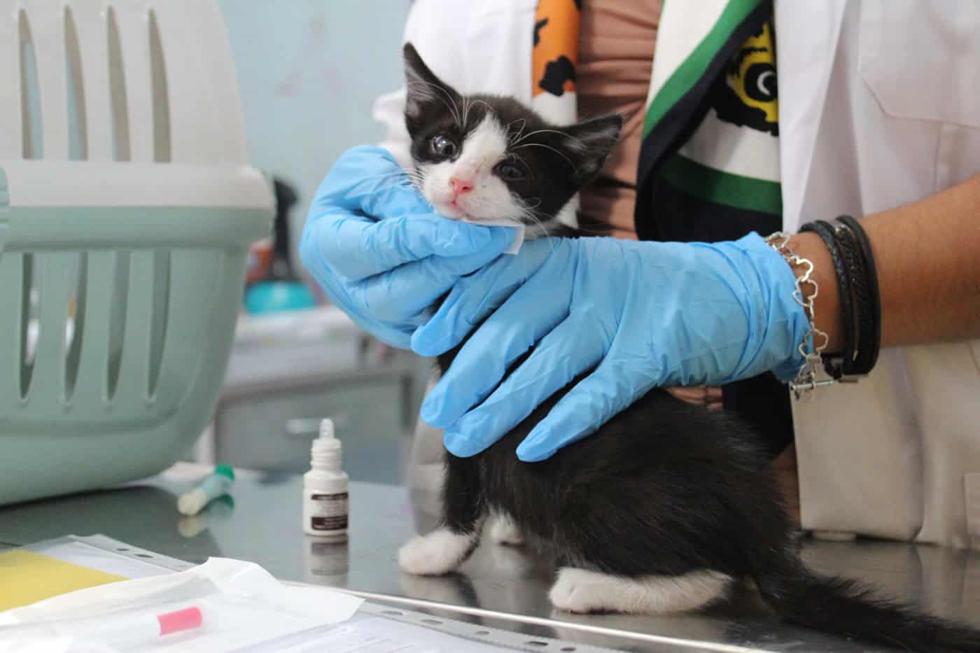 Há 160 animais à espera de uma nova família no CRO de Braga