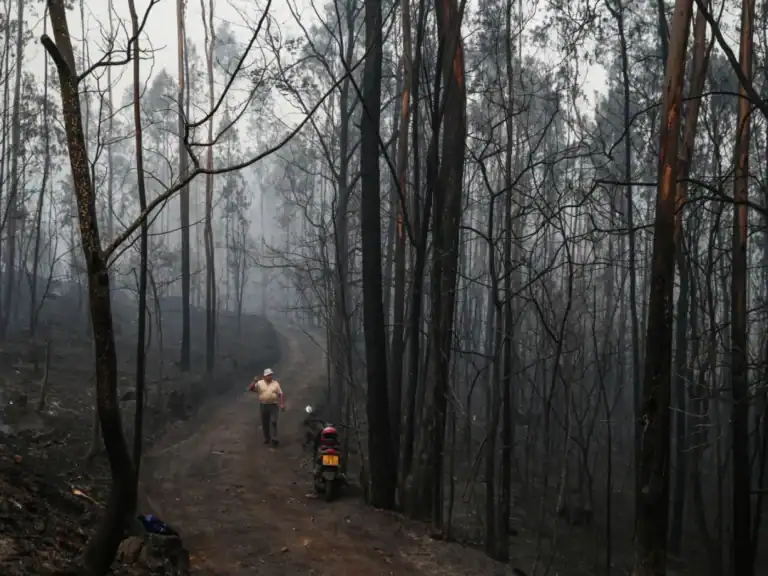Mais de 121 mil hectares arderam em Portugal continental desde domingo&nbsp;