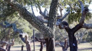 Governo autoriza abate de sobreiros para interface rodoferroviário e ponte sobre o Ave 