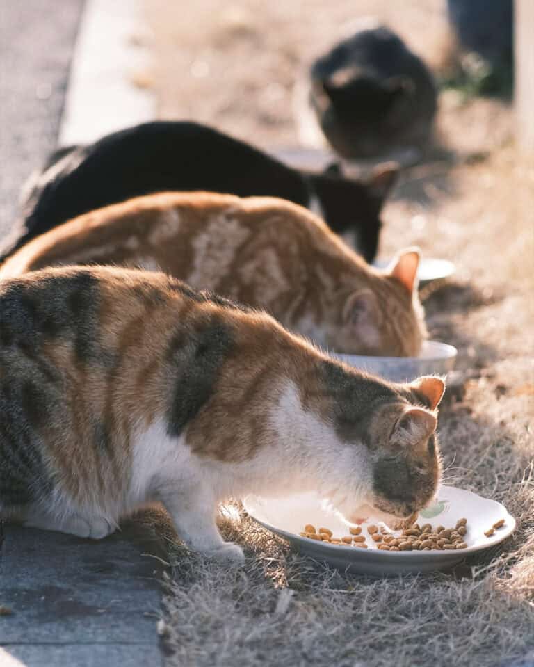 Arranca recolha de alimentos para animais em risco e associações afetadas pelos incêndios
