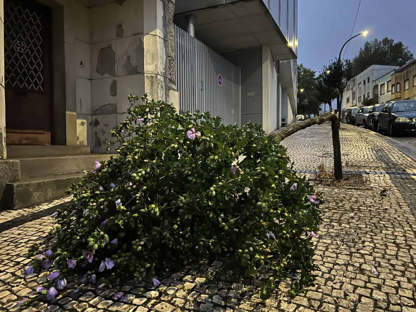 Mau tempo provoca queda de árvores na região