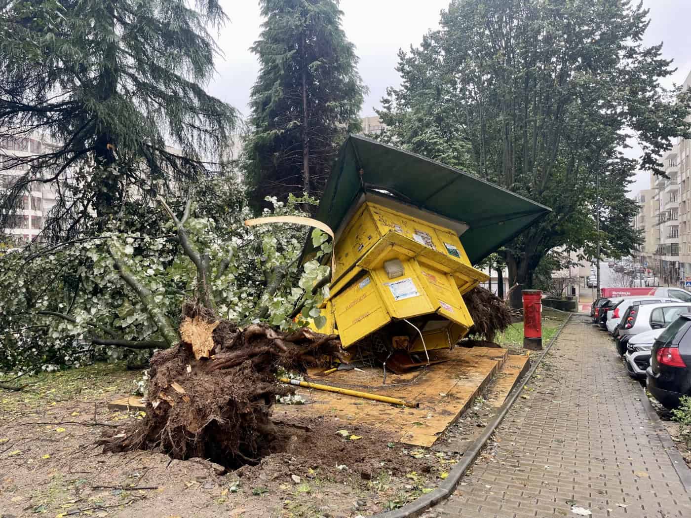 Caíram mais de 50 árvores em Braga. Vento ultrapassou os 100Km/h
