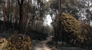 Vítimas de fogos de setembro podem candidatar-se a apoios à habitação até final do ano