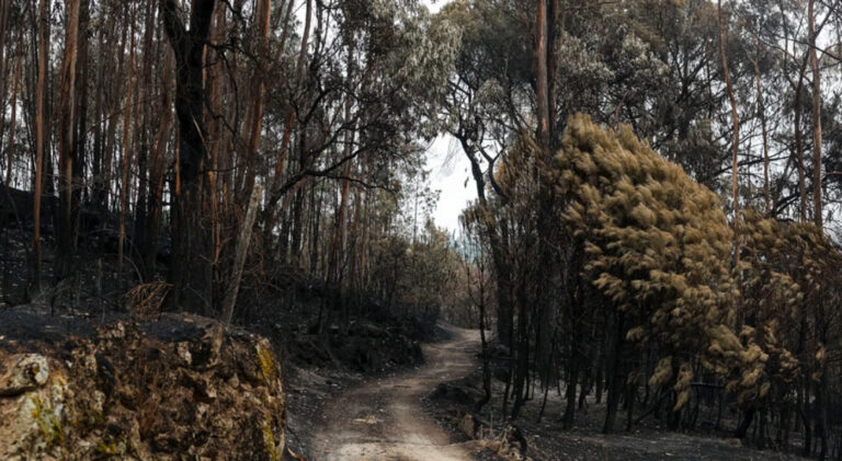 Vítimas de fogos de setembro podem candidatar-se a apoios à habitação até final do ano