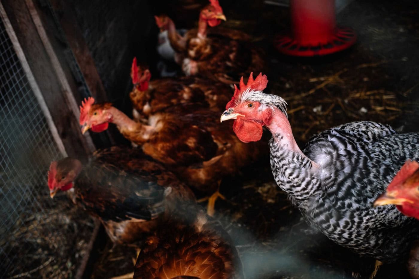 Mais de 16 mil animais apreendidos e exploração de ovos encerrada pela GNR