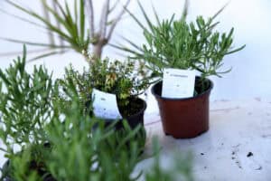 Famalicão lança campanha de adoção de árvores este domingo 