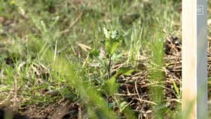 UMinho planta 100 árvores autóctones no campus de Gualtar
