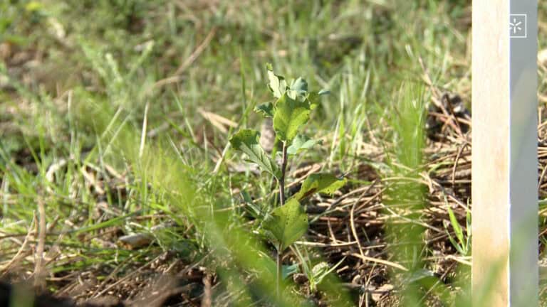 UMinho planta 100 árvores autóctones no campus de Gualtar