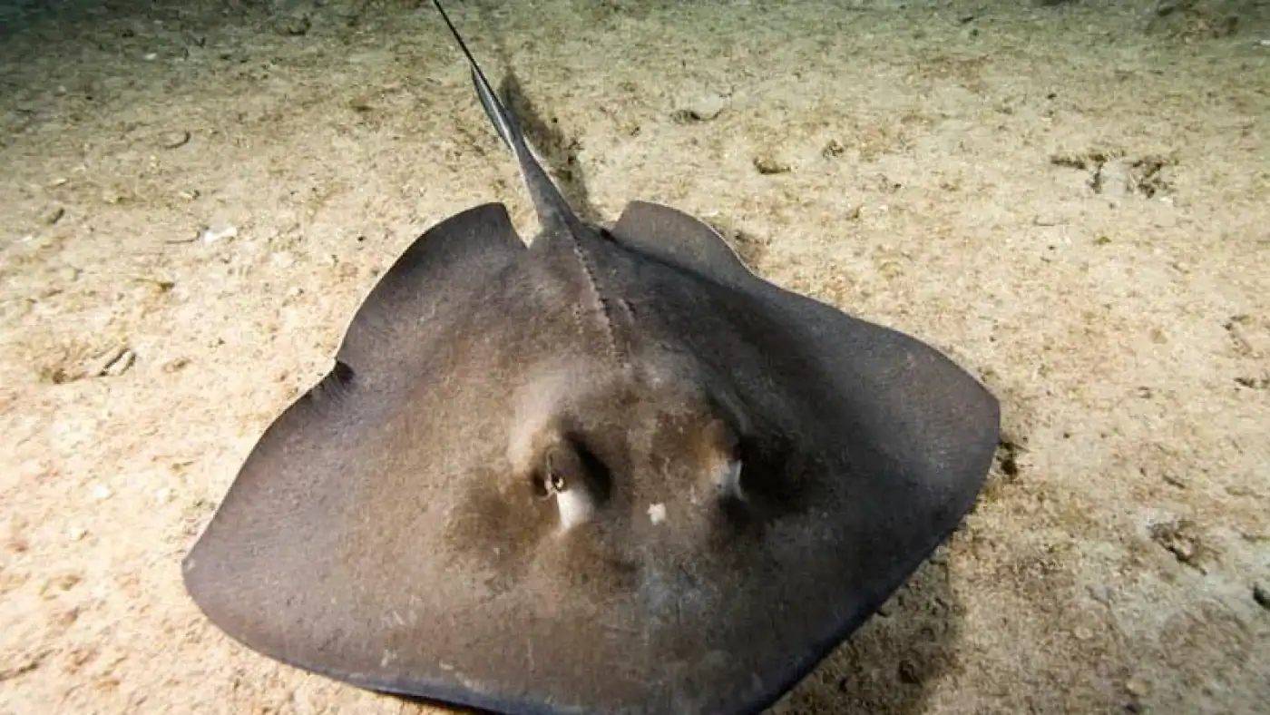 Portugal gasta 80% da quota de raia e pesca pode ser encerrada