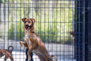 CRO de Braga suspende adoções durante época natalícia